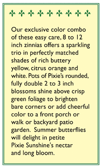 Pixie Sunshine Zinnia Flower Seeds