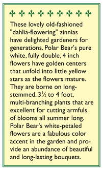Polar Bear Zinnia Flower Seeds